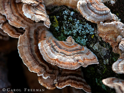 Different kind of turkey tail