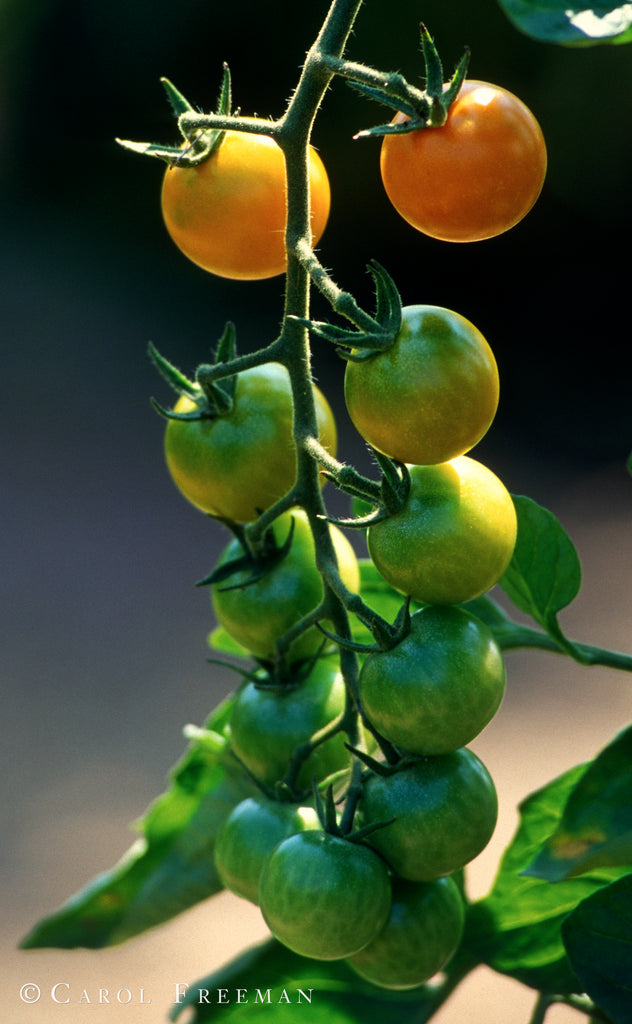 Happy Veganuary 2020!