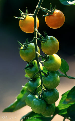 Happy Veganuary 2020!