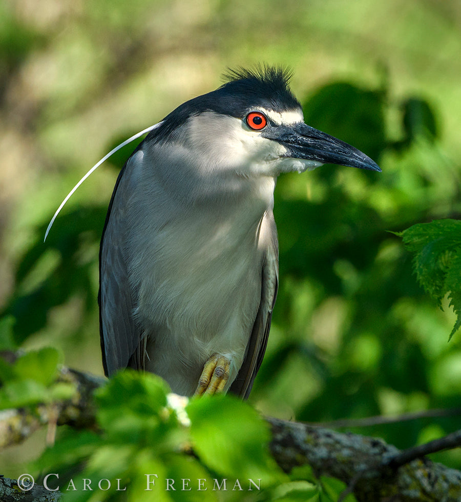 Endangered black-crowned night-herons nest at Lincoln Park Zoo